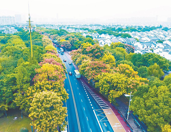 欒樹花開.jpg